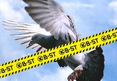 画像|ハト対策について