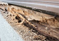 画像|シロアリ駆除について