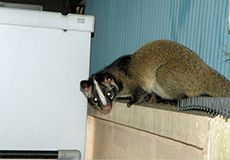 画像|その他の害虫獣について