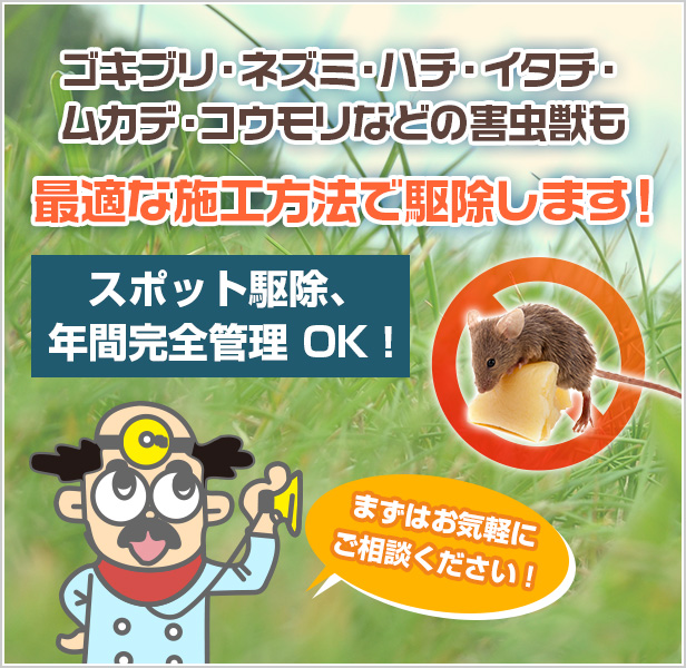 画像|その他害虫獣も最適な施工方法で駆除します!|アント